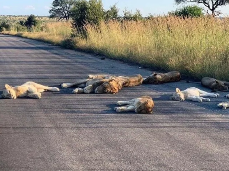 лъвове, Южна Африка