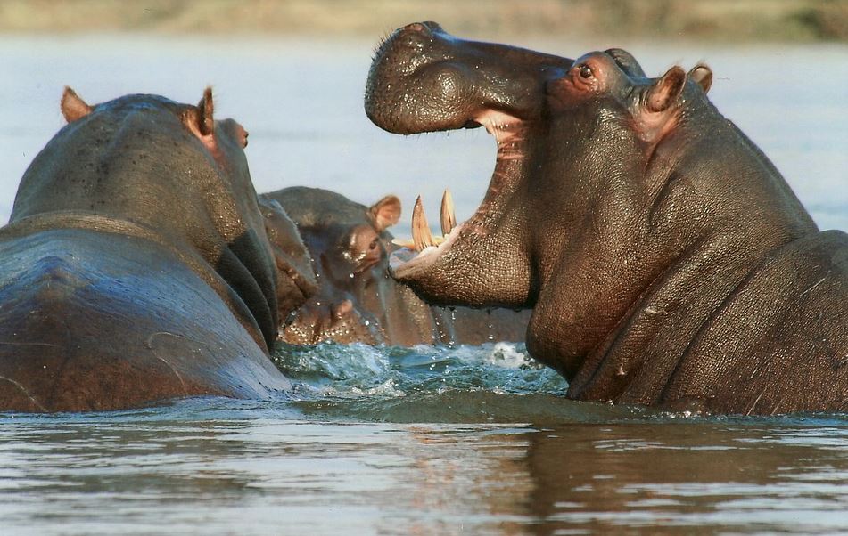 В Колумбия ще бъдат избити някои от 166-те хипопотама, произхождащи