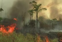 Пожар в Амазонската екваториална гора
