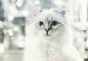 котка Лагерфелд