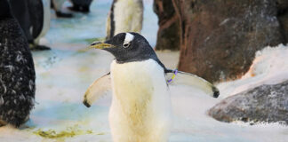 Пингвинът Олде