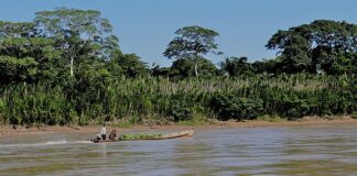 Мадиди природата