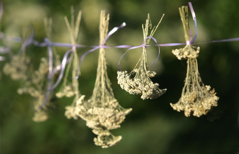  Еньовден, билки 