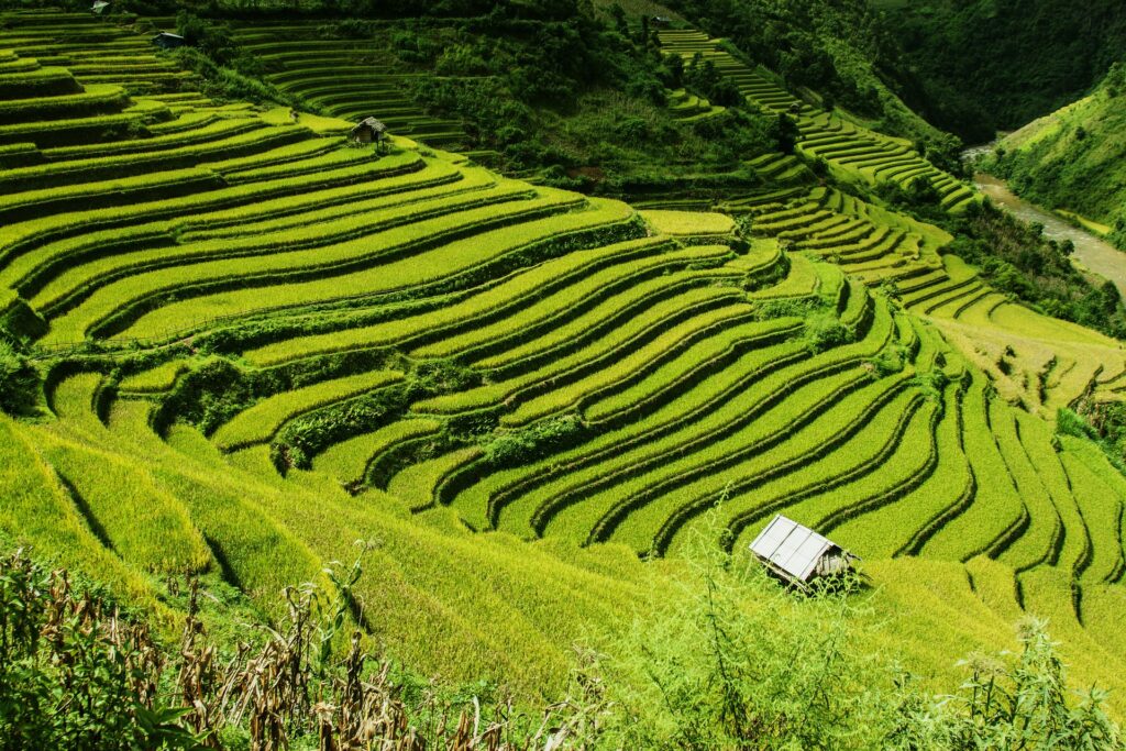 Оризови тераси, Китай