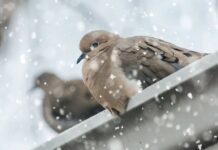 сняг, гълъби