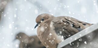 температурите, сняг, гълъби