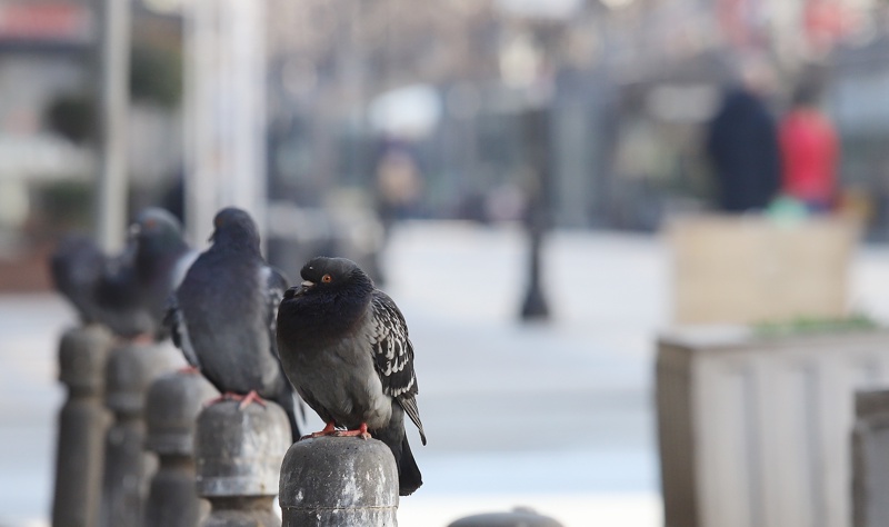 СподелиГълъбите са едни от най разпространените птици в градската среда