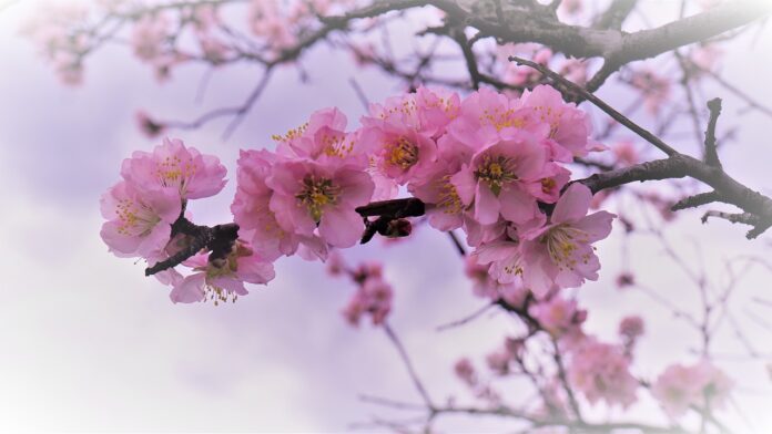 пролет, цветя, време