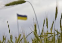 Украйна жито