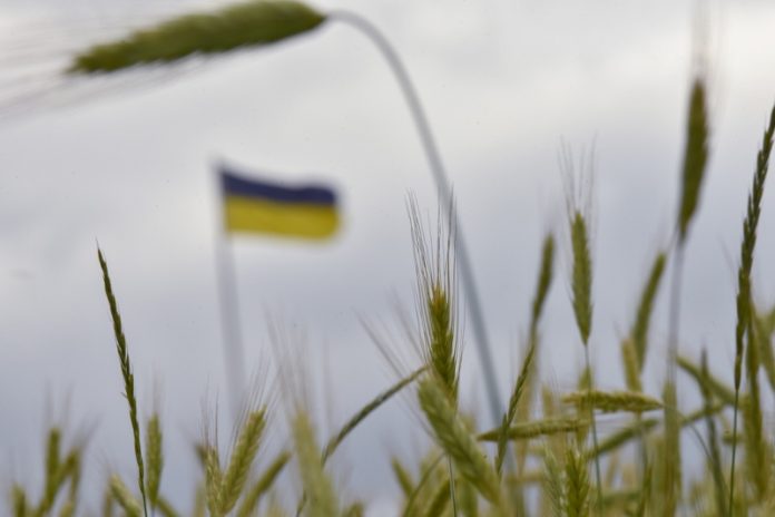 Украйна жито