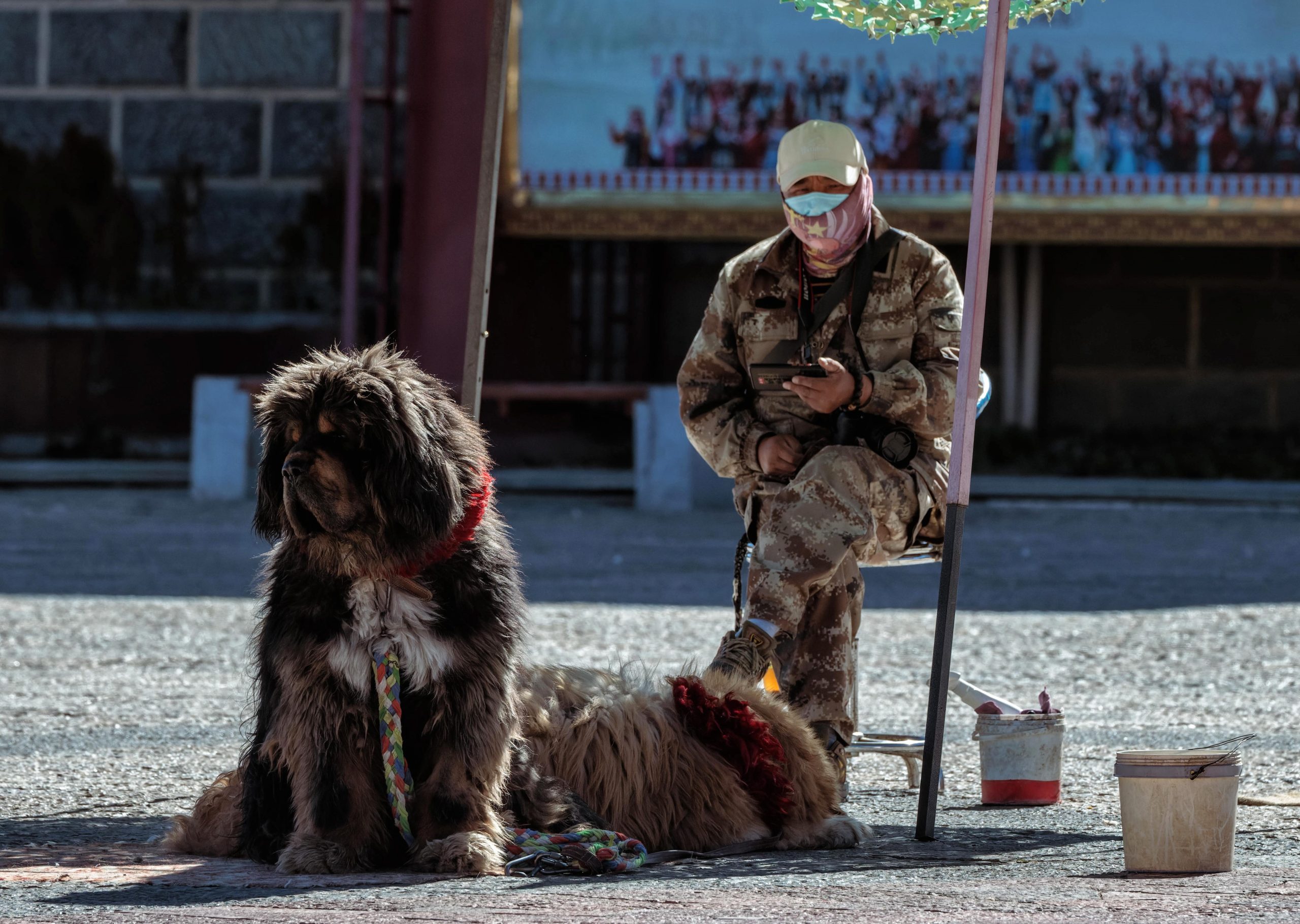 Божие куче така е популярен тибетският мастиф Преди няколко години