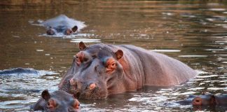 Хипопотамите стават агресивни, когато се чувстват застрашени