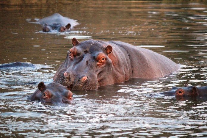 Хипопотамите стават агресивни, когато се чувстват застрашени