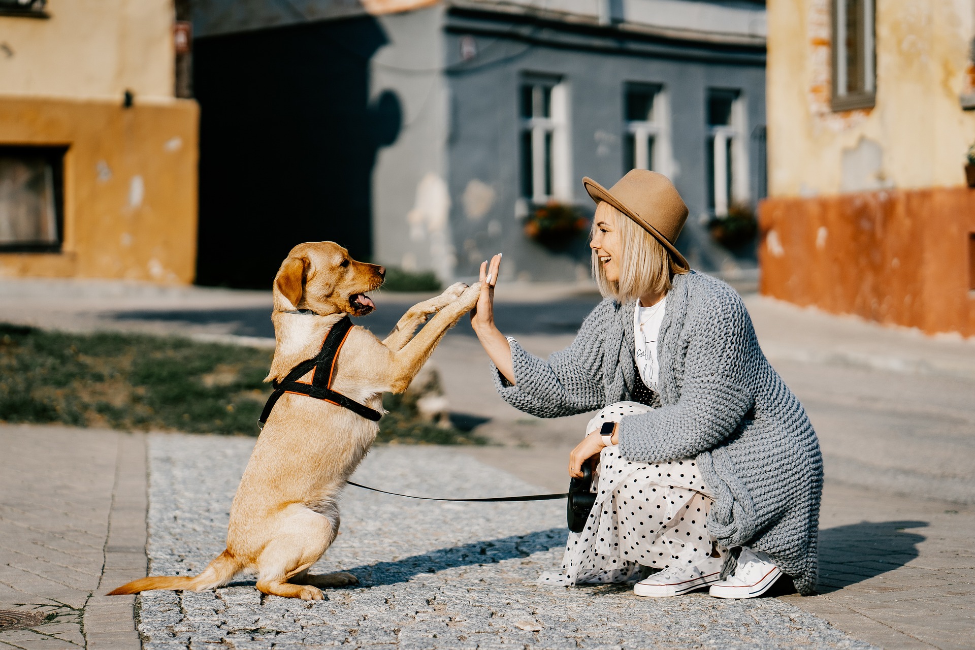 Кучетата преминаха през доста изпитания Учени от университета в Хелзинки Финландия