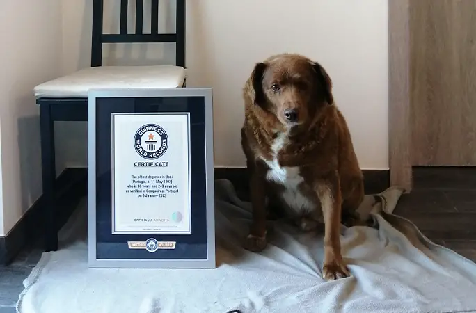 Кучето Боби е на 30 г снимка Guinness World RecordsКучето