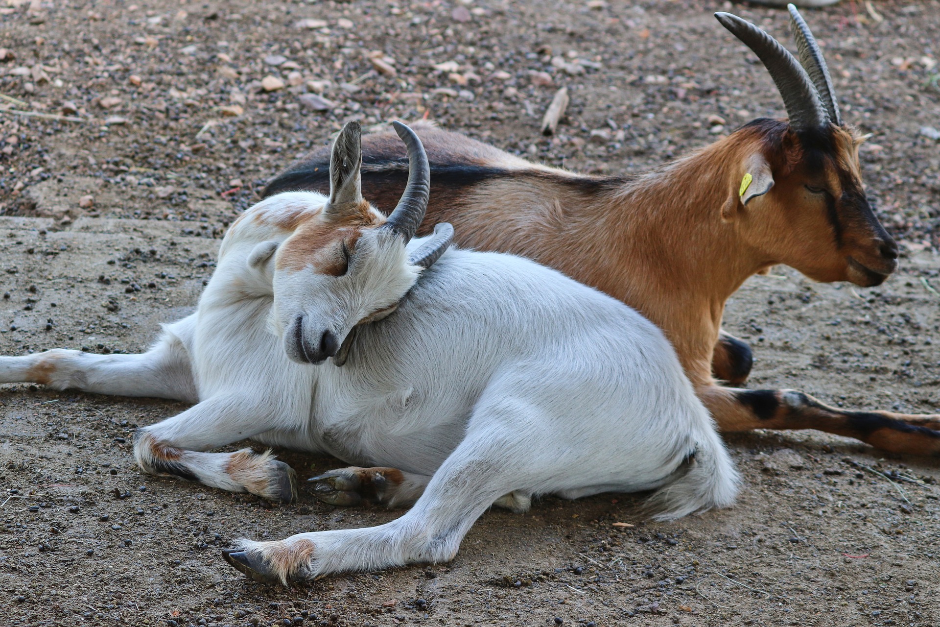 Сготвени екзотични кози са причината директорът на зоопарк да бъде