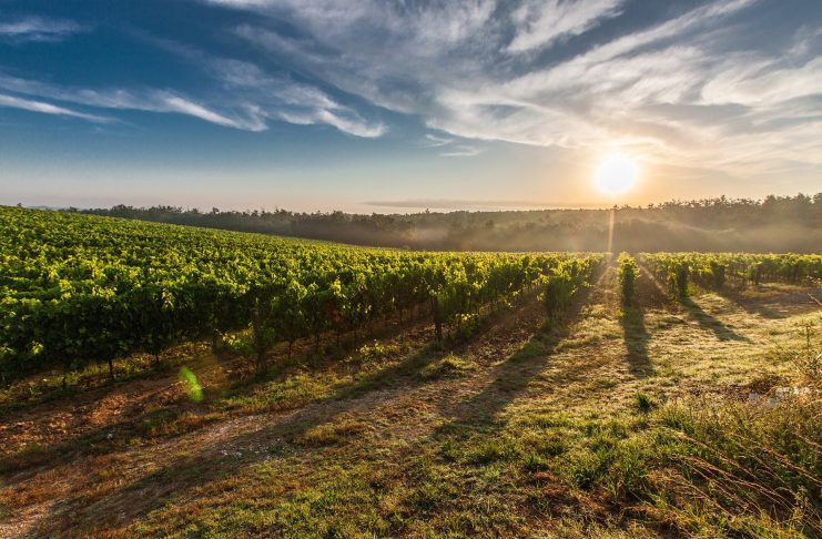 грозде, лозя