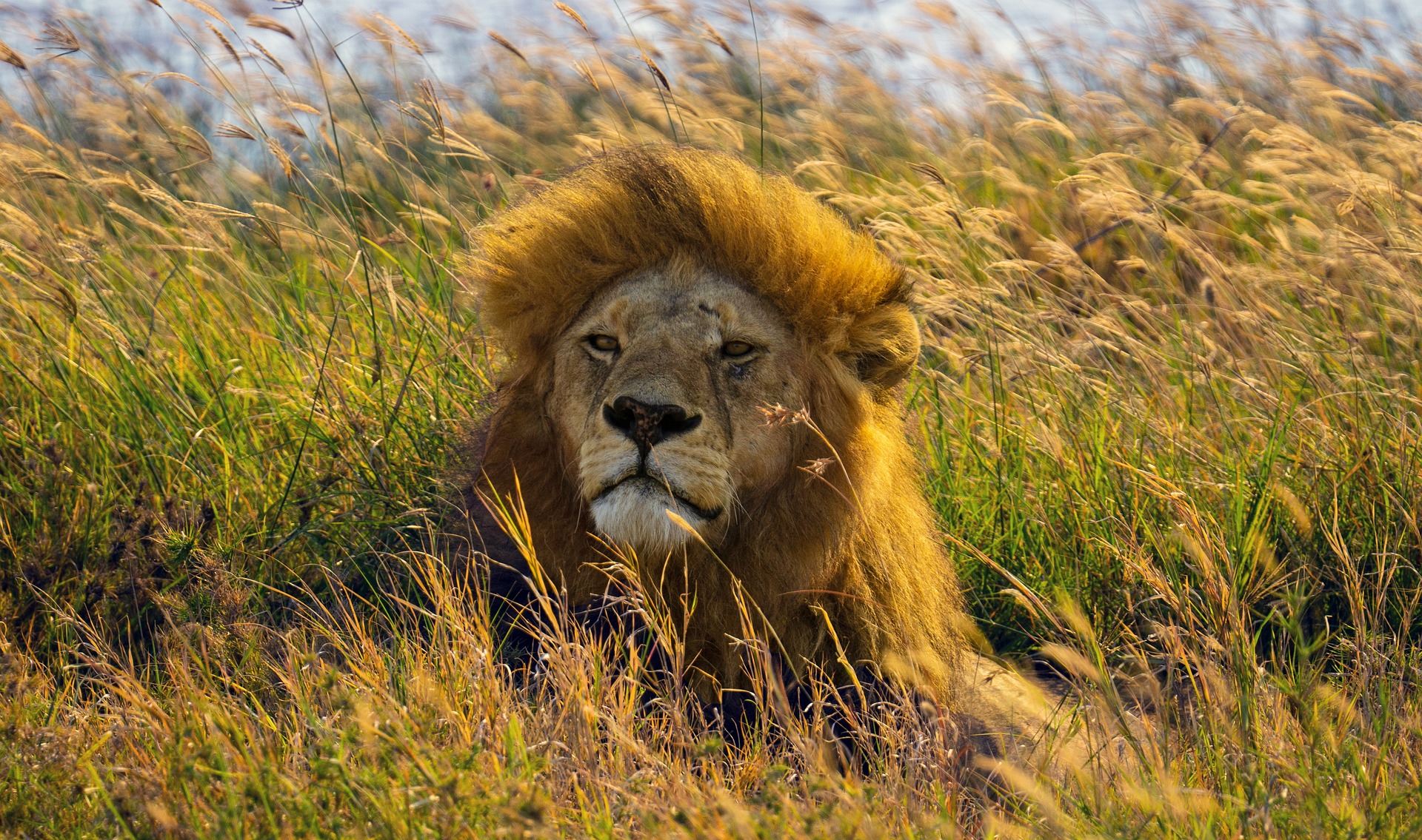 Лъв, известен като Краля на националния парк Серенгети“, беше убит