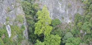 Най-високото дърво в Китай