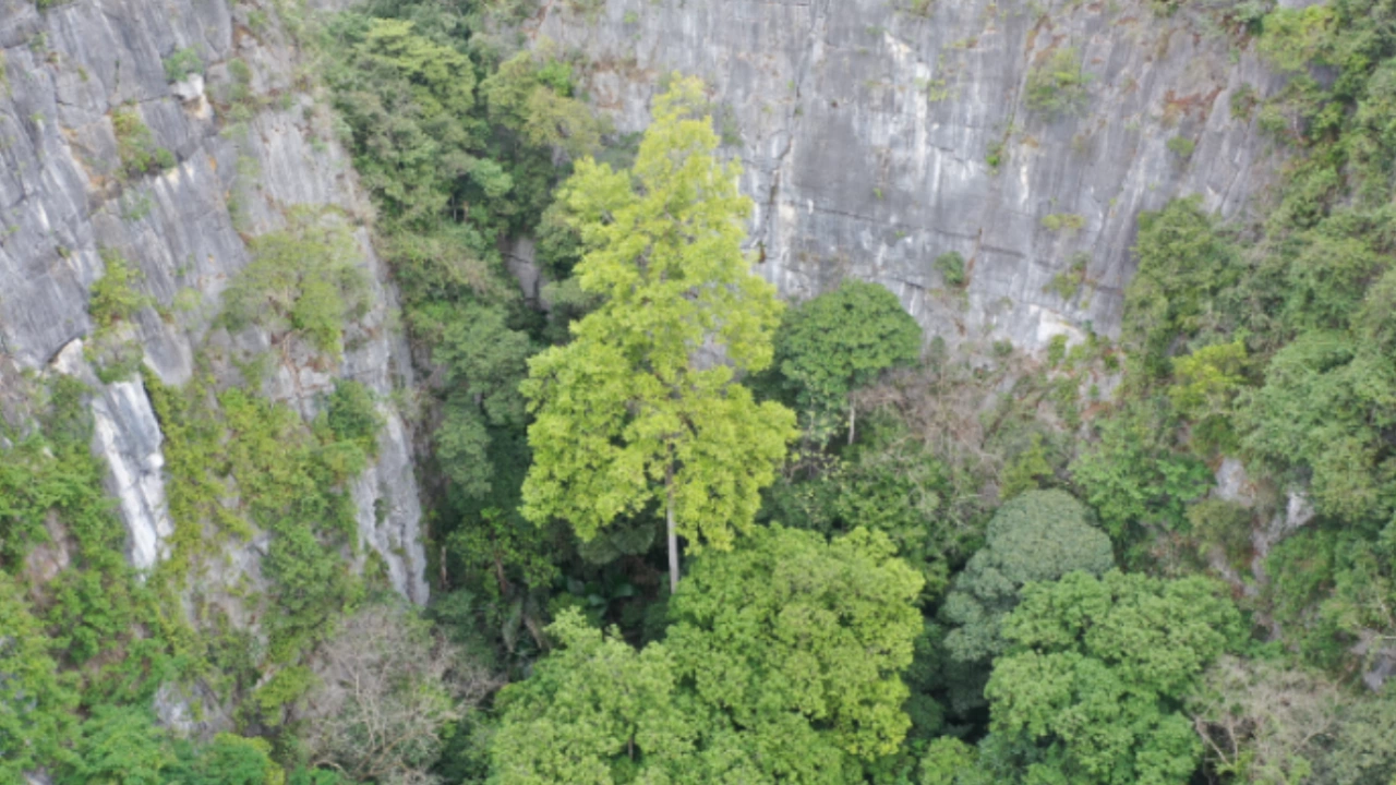 Китайски учени определиха дърво с височина 72 4 м в южния