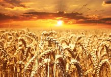 Украинска пшеница.