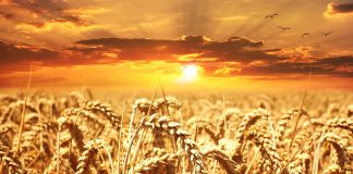 Украинска пшеница.