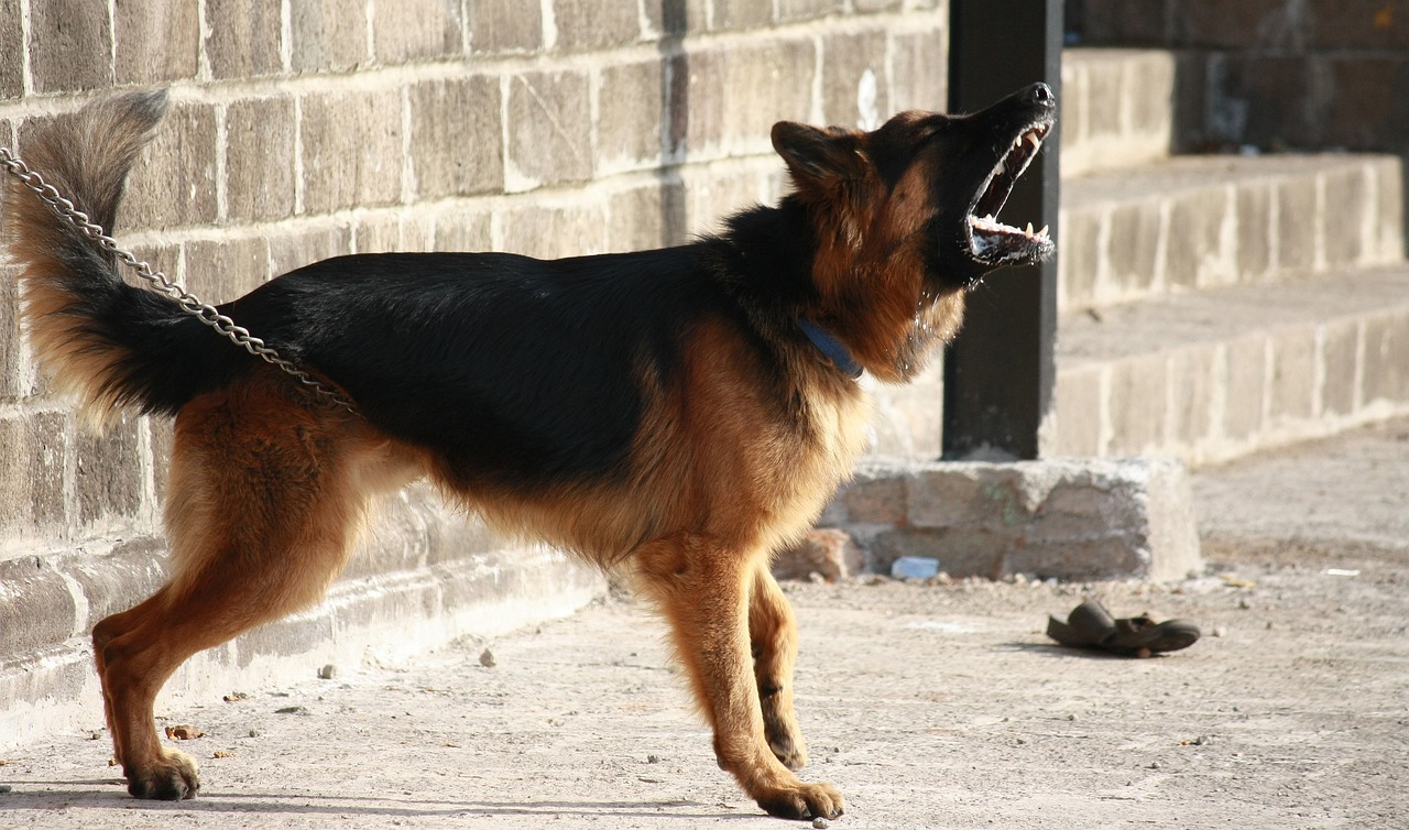 Немски овчарки разкъсаха смъртоносно домашно куче, изведено на разходка от