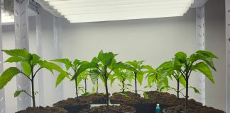 растителна защита