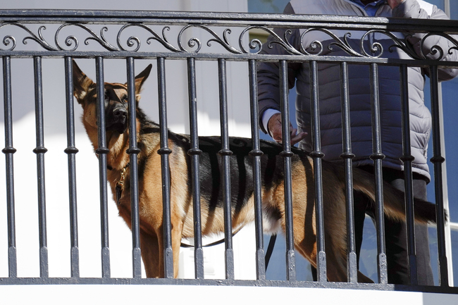 Кучето на американския президент Джо Байдън – Командър, е ухапало
