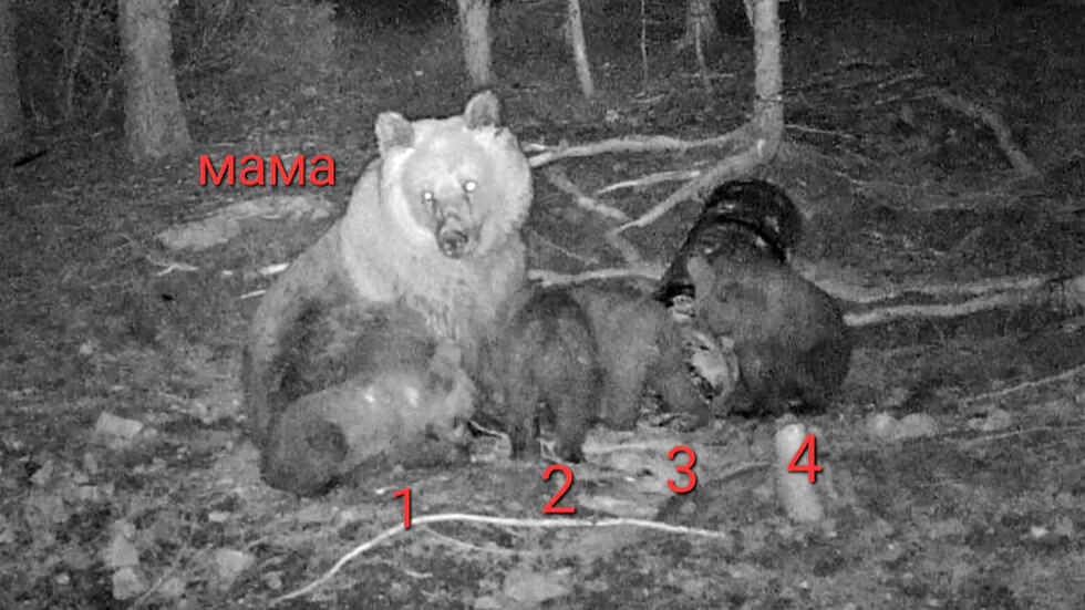 Кафява мечка роди 4 малки мечета. Това показват снимки от