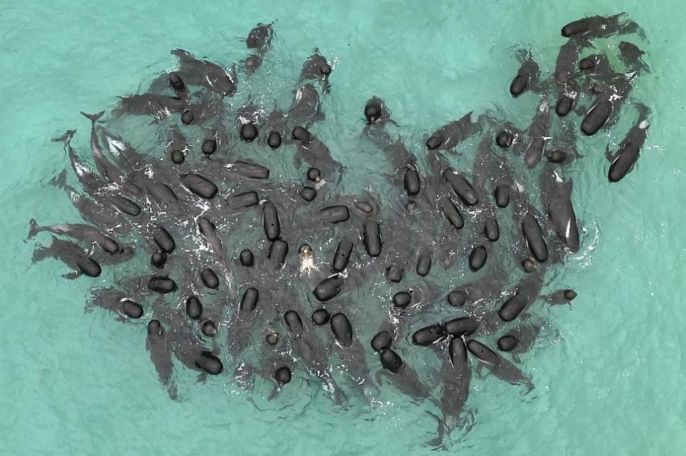 Над 50 кита гринди загинаха а десетки други бяха евтаназирани