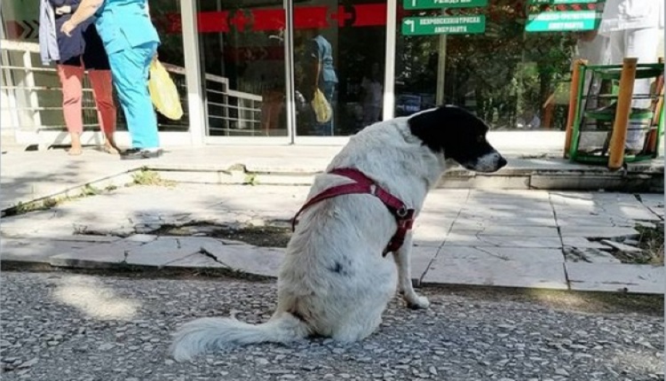 Куче прекара два дни пред болницата в Прилеп Северна Македония