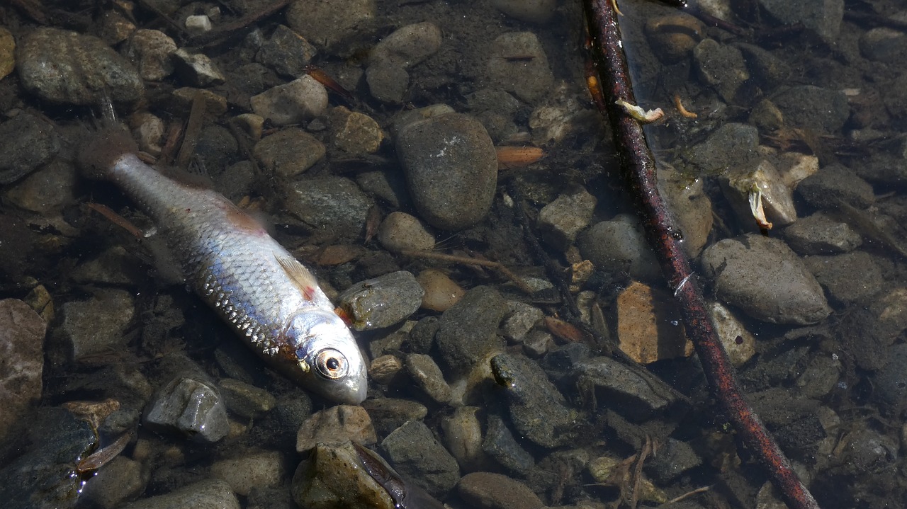 Количеството мъртва риба в река Черна в Смолян е около