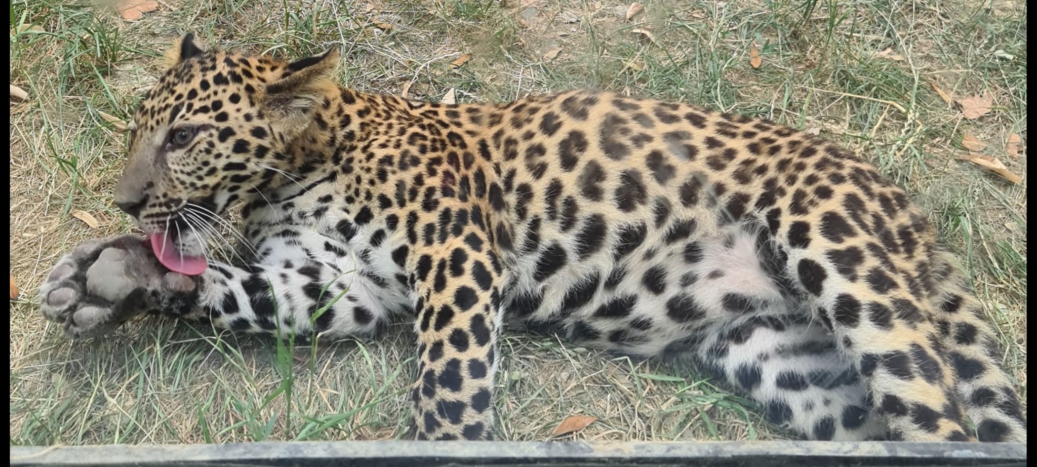 Момиче е било захапано от леопард в зоопарка във Варна.