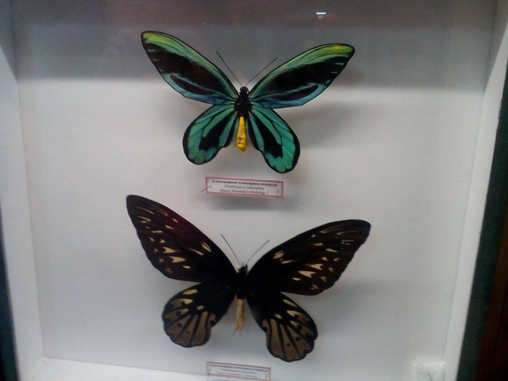 Най-скъпата пеперуда в света може да бъде видяна в Пловдив