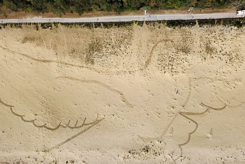 Гълъб с огромни размери на брега на Камчия е вече