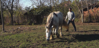 Село излиза на протест, за да спре евтаназията на породист кон
