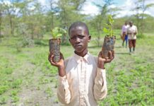 Засаждане на дървета в Кения