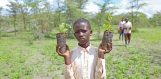 Засаждане на дървета в Кения