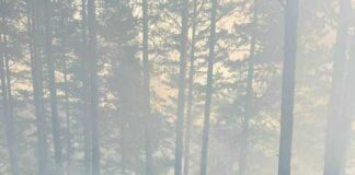 Пожар край Сатовча