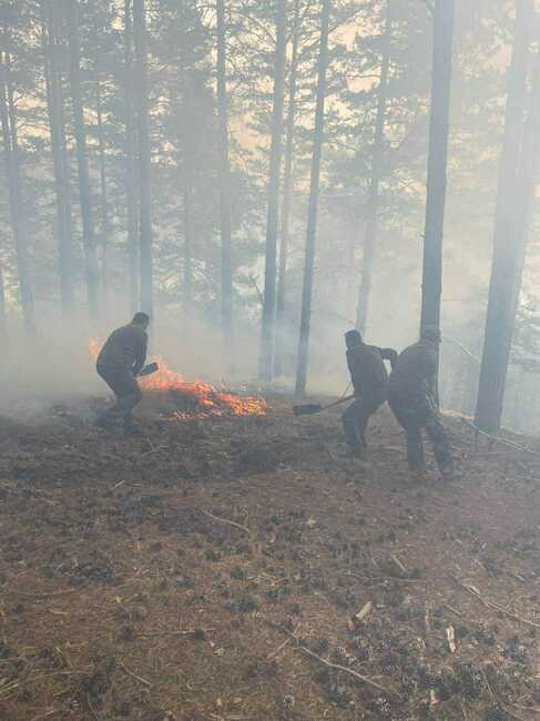 СподелиС голям пожар край Сатовча се борят служители от трите