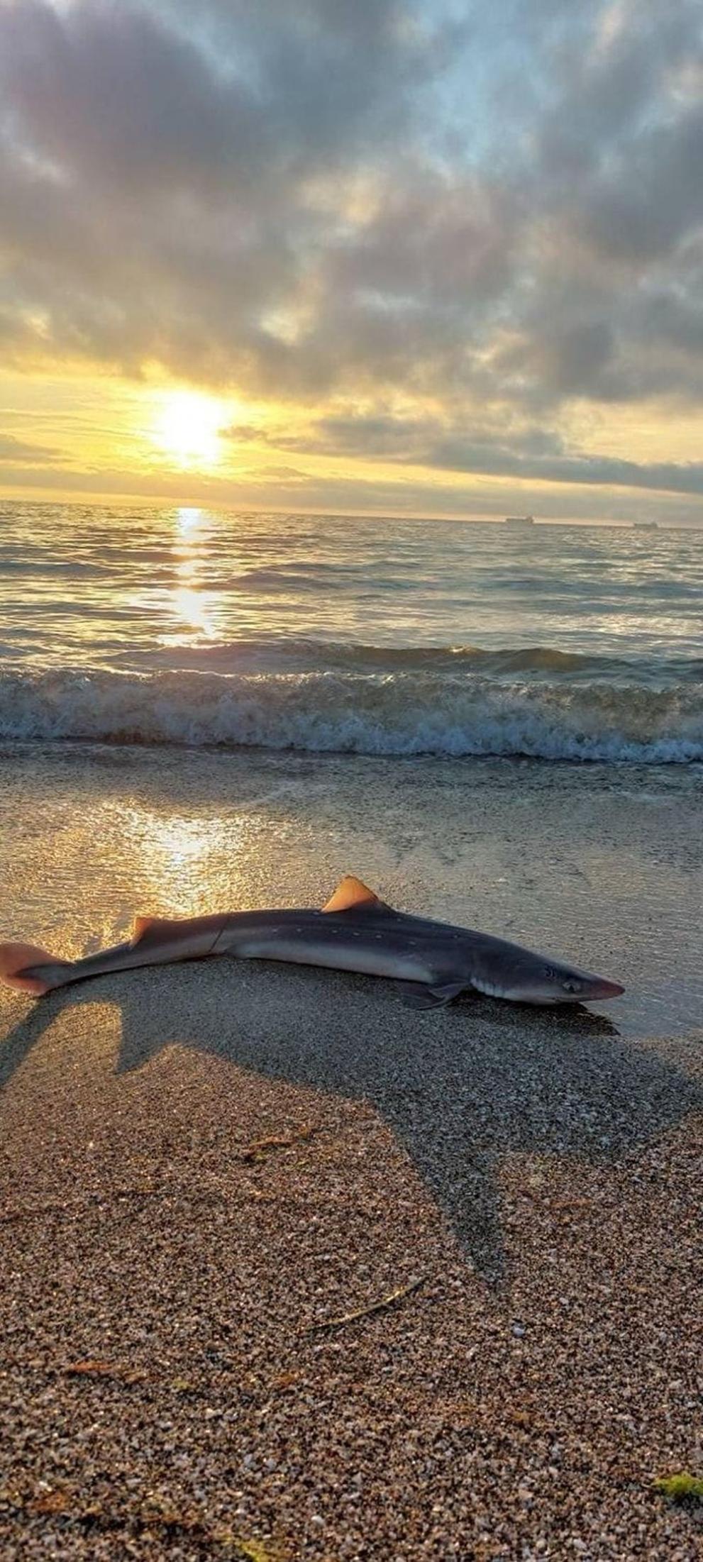 СподелиЕднометрова акула е изплувала на Северния плаж в Бургас разказват