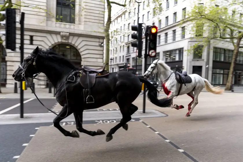 СподелиТри избягали кавалерийски коня препускаха в центъра Лондон в понеделник