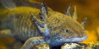 Аксолотълът е най-обичаното земноводно в Мексико