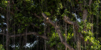 Китай въвежда цялостна система за маркиране на древни и забележителни дървета