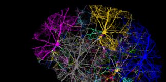 Китайски учени картографираха генетичния план на свързаността на човешката мозъчна кора