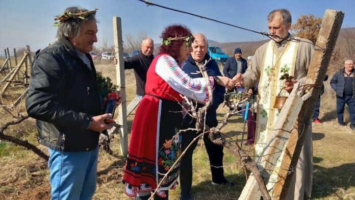 На Трифон Зарезан зарязаха лозите в старозагорското село Оряховица