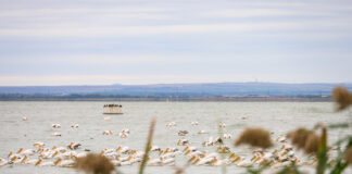 Влажните зони могат да са ключов фактор за решаването на проблема с недостига на вода, коментираха природозащитници от WWF и дружеството за защита на птиците