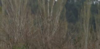 Българският младежки национал Росен Божинов беше титуляр за Антверп, но направи дузпа и беше изгонен с червен картон