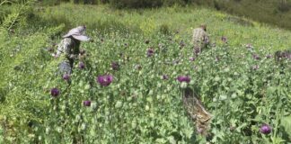 Цената на опиума се е умножила десетократно, откакто талибаните в Афганистан забраниха маковите култури, констатира ООН